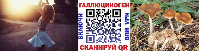 Псилоцибиновые грибы Psilocybine cubensis  блэк спрут tor  Бакал 